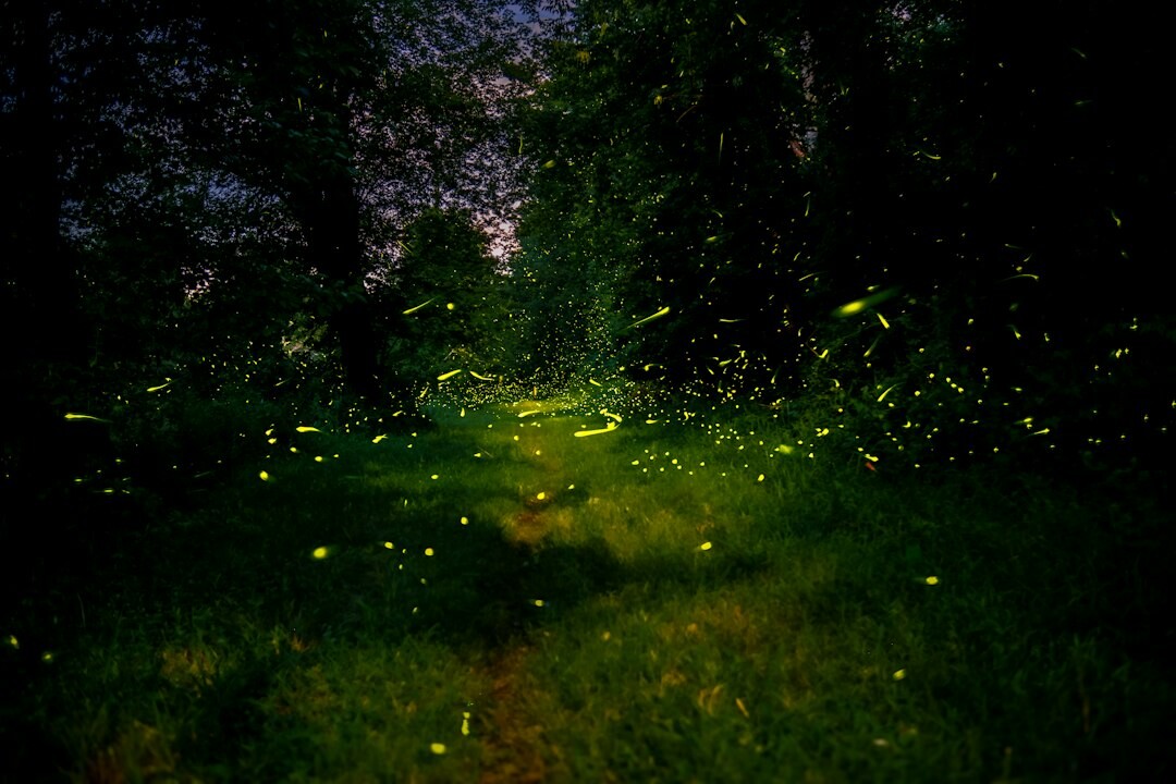dark forest path at night