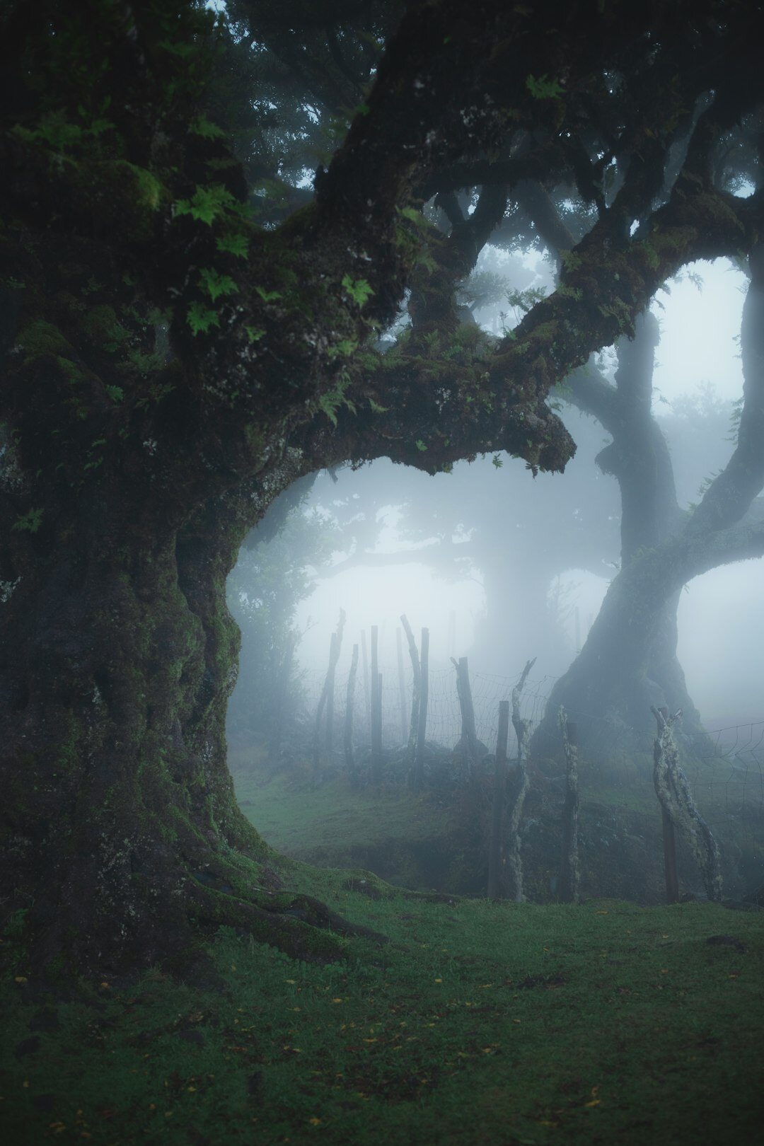 dark mysterious forest